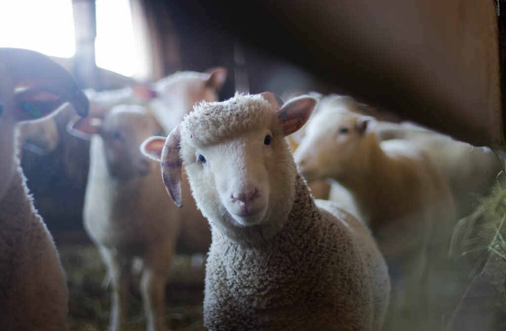 A sheep looks inquisitively at you